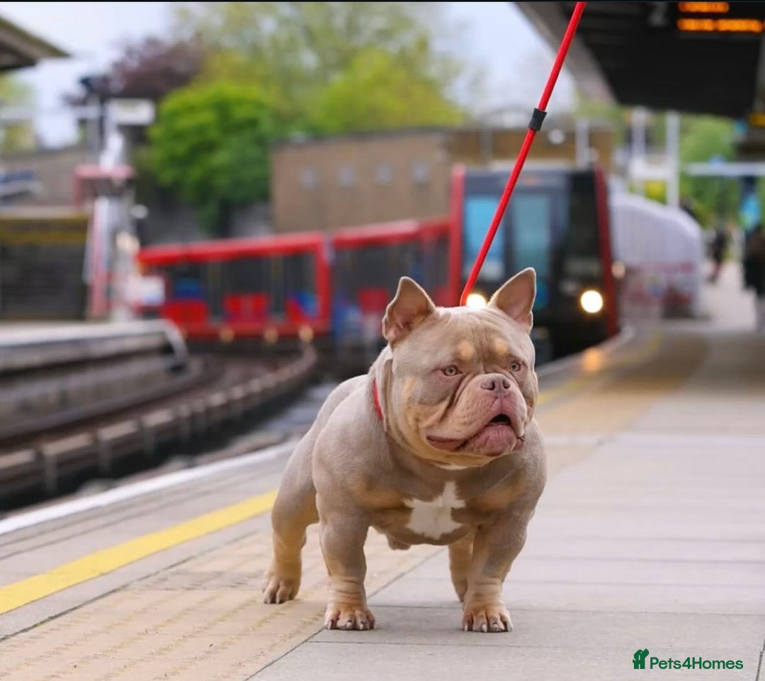 American Bully dogs for sale: POCKET BULLY PUPS AVAILABLE 🩷 - Image 7