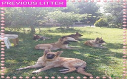 German Shepherd dogs for sale: 6 baby bears - Image 13