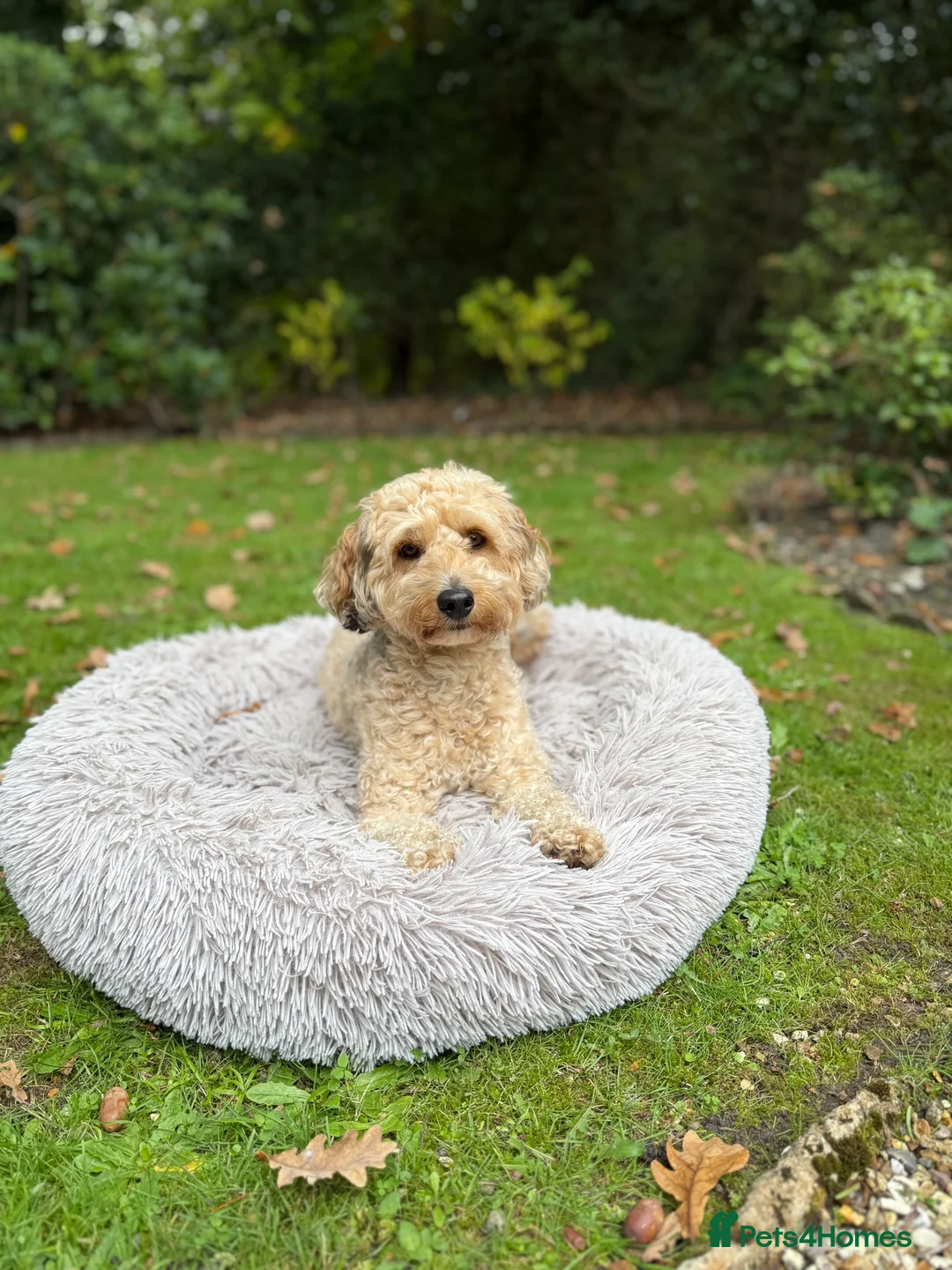 Mixed Breed dogs for sale: Tibetan Terrier Cross Puppies  - Advert 6
