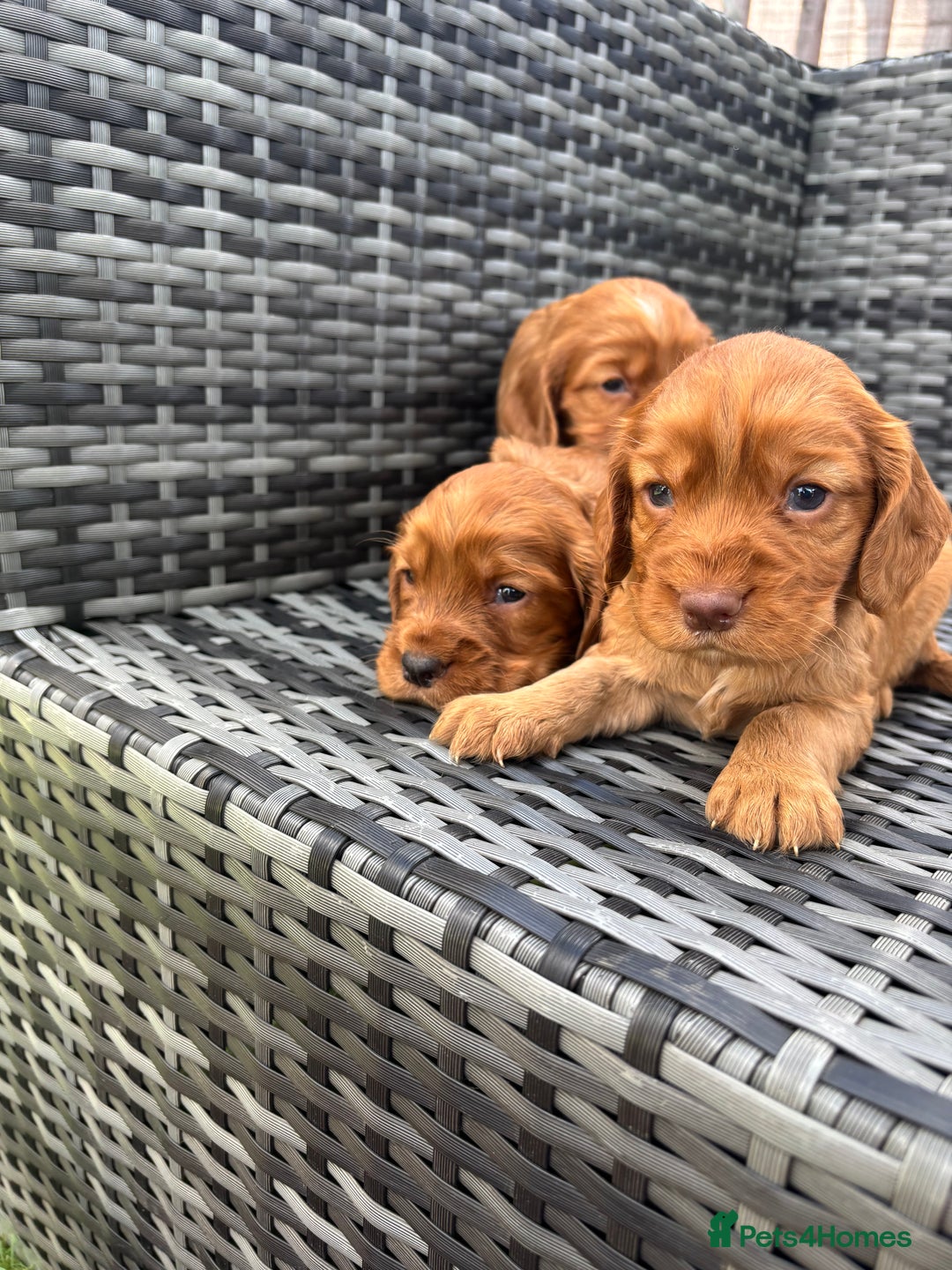 Cocker Spaniel dogs for sale: Gorgeous red cocker spaniels puppies  - Image 19