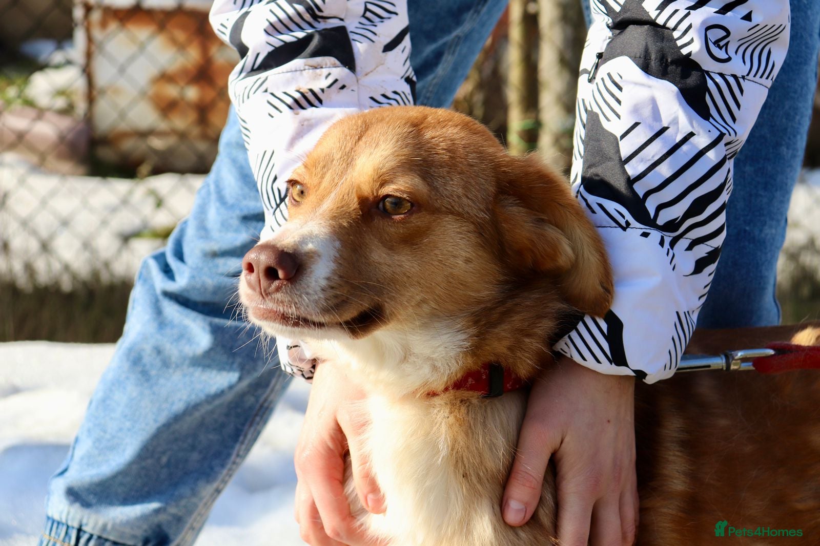 Mixed Breed dogs 💙RED💙- 1yo boy sparkling with love and life  - Advert 2