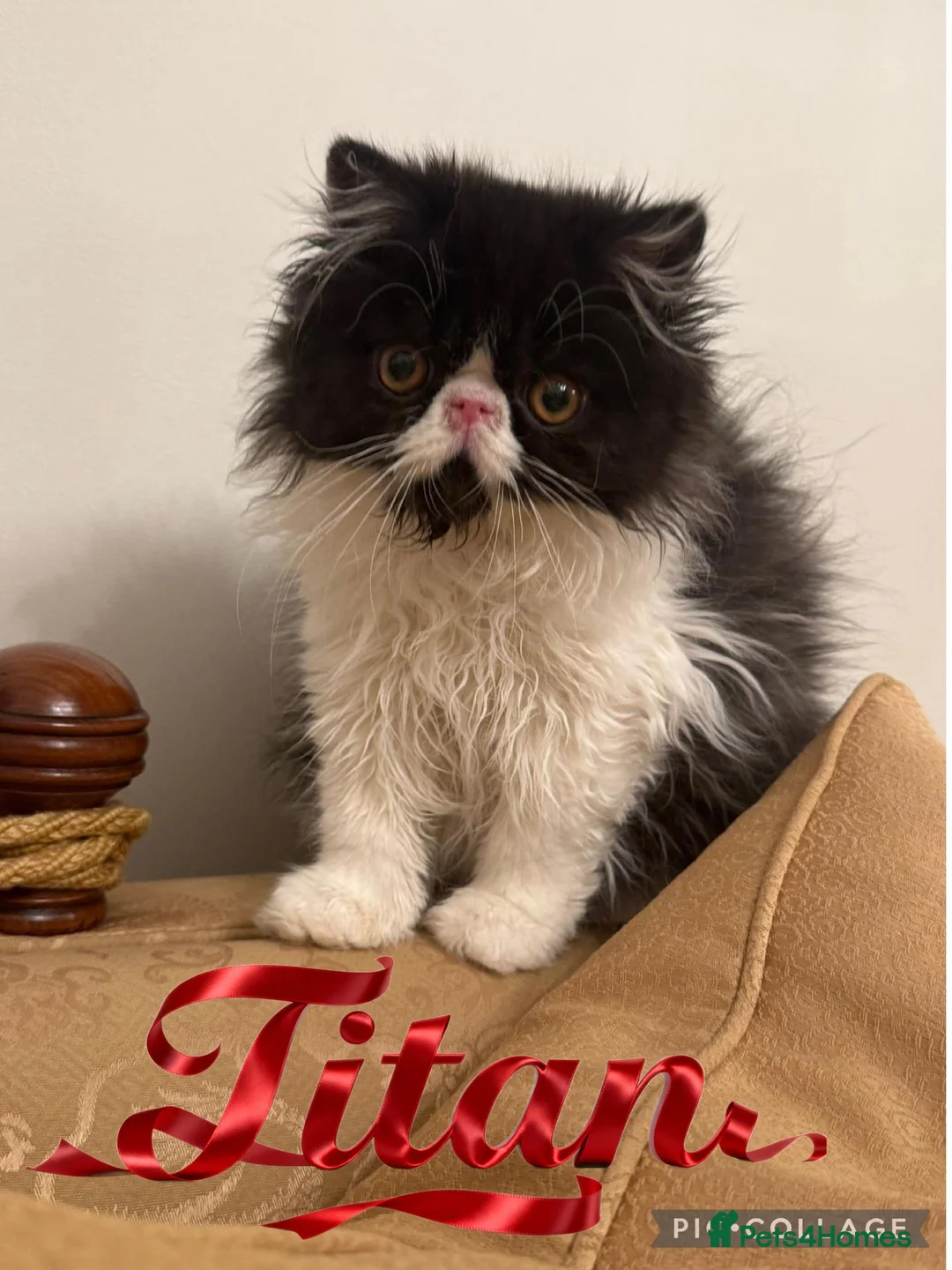 Persian cats for sale: PERSIAN KITTENS FOR SALE  - Advert 2