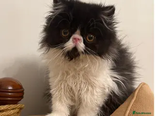 Persian cats PERSIAN KITTENS FOR SALE - Advert 14