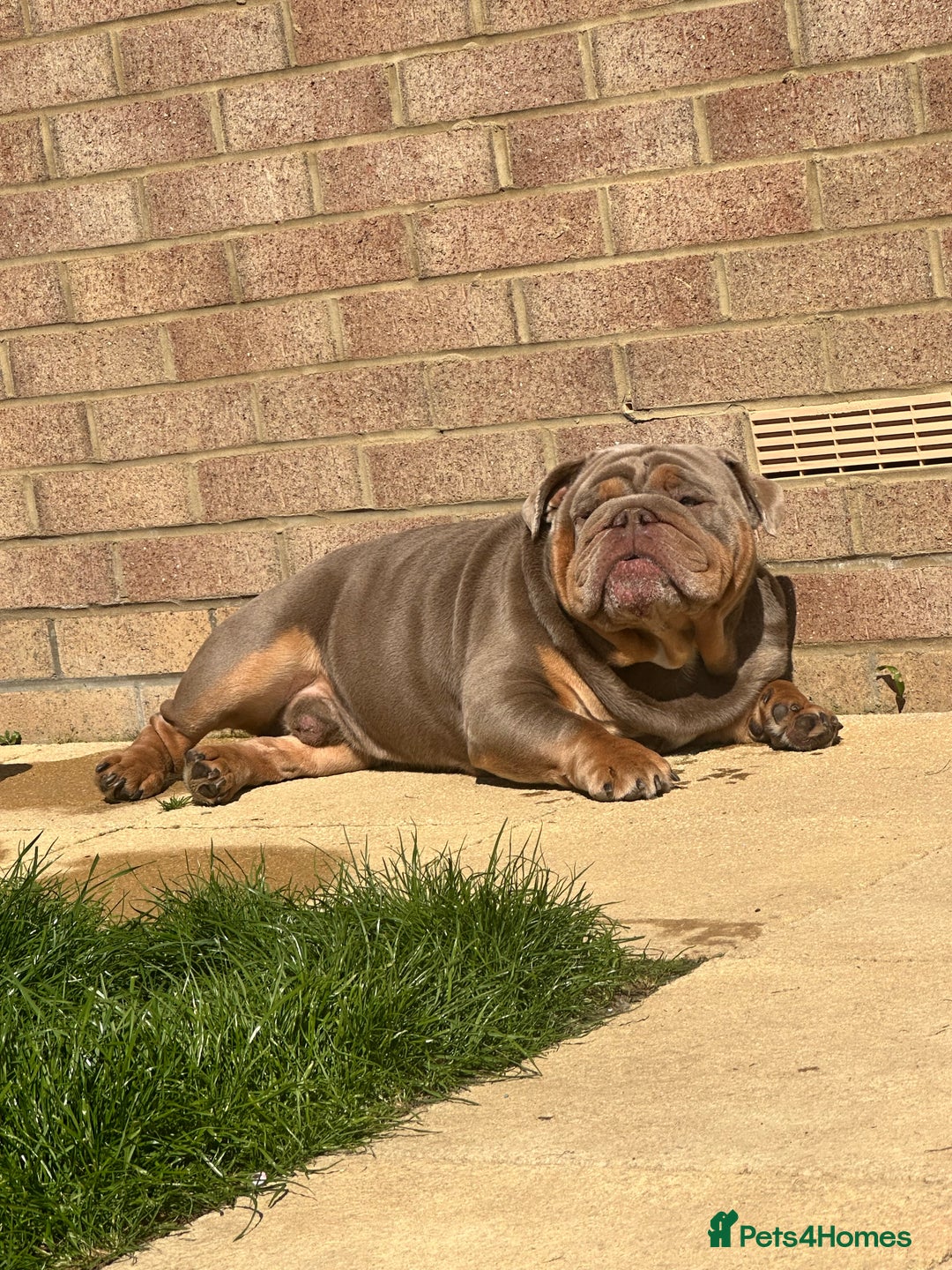 English Bulldog dogs for stud: LILAC ENGLISH BULLDOG STUD, - Image 3