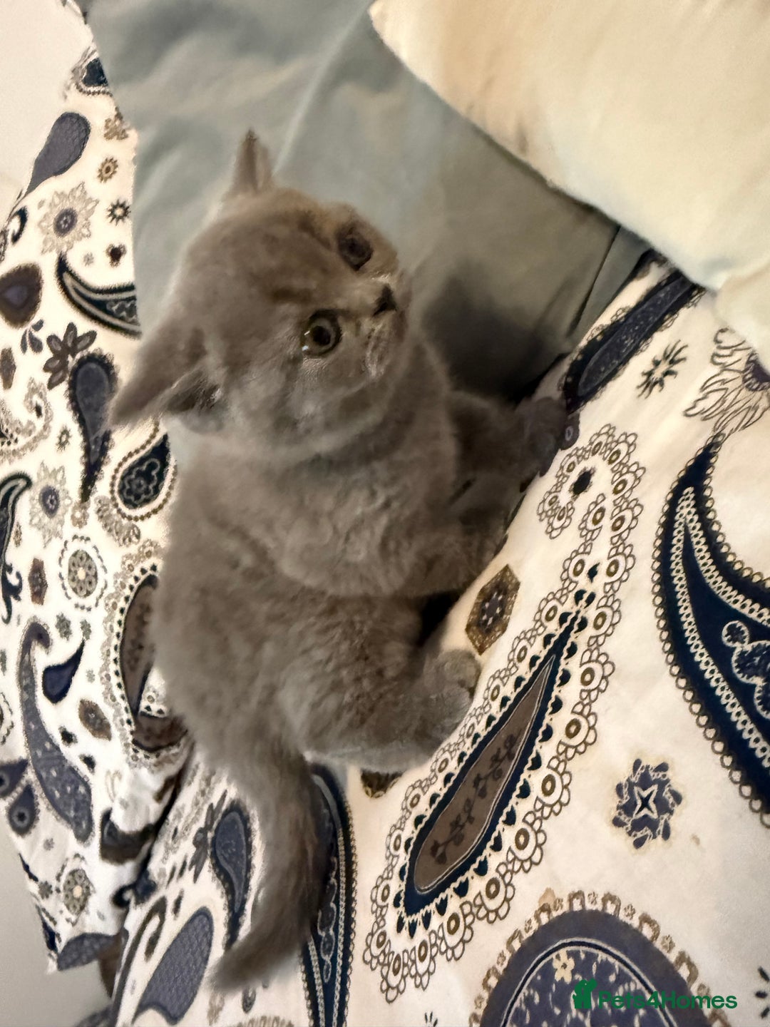 British Shorthair cats for sale: Female British short hair - Advert 3