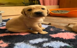Goldador dogs for sale: Gorgeous Labrador/golden retriever puppies - Image 7