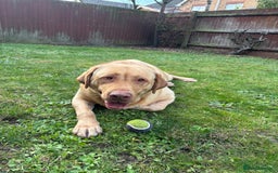 Mixed Breed dogs for sale: 3 year old lab male - Image 1