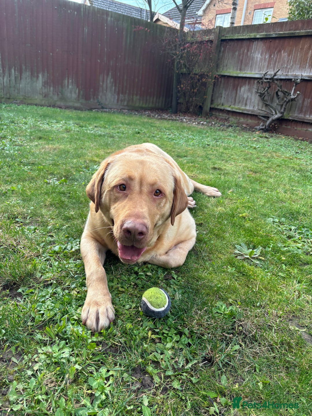 Mixed Breed dogs for sale: 3 year old lab male - Image 1