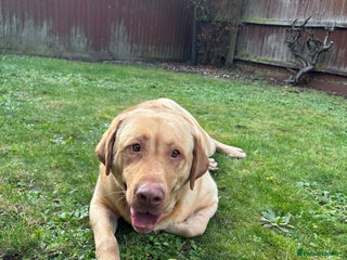 Mixed Breed dogs for sale - Advert 1