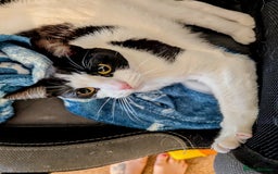 Domestic Shorthair cats for sale: One year old neutered female for rehome - Image 1