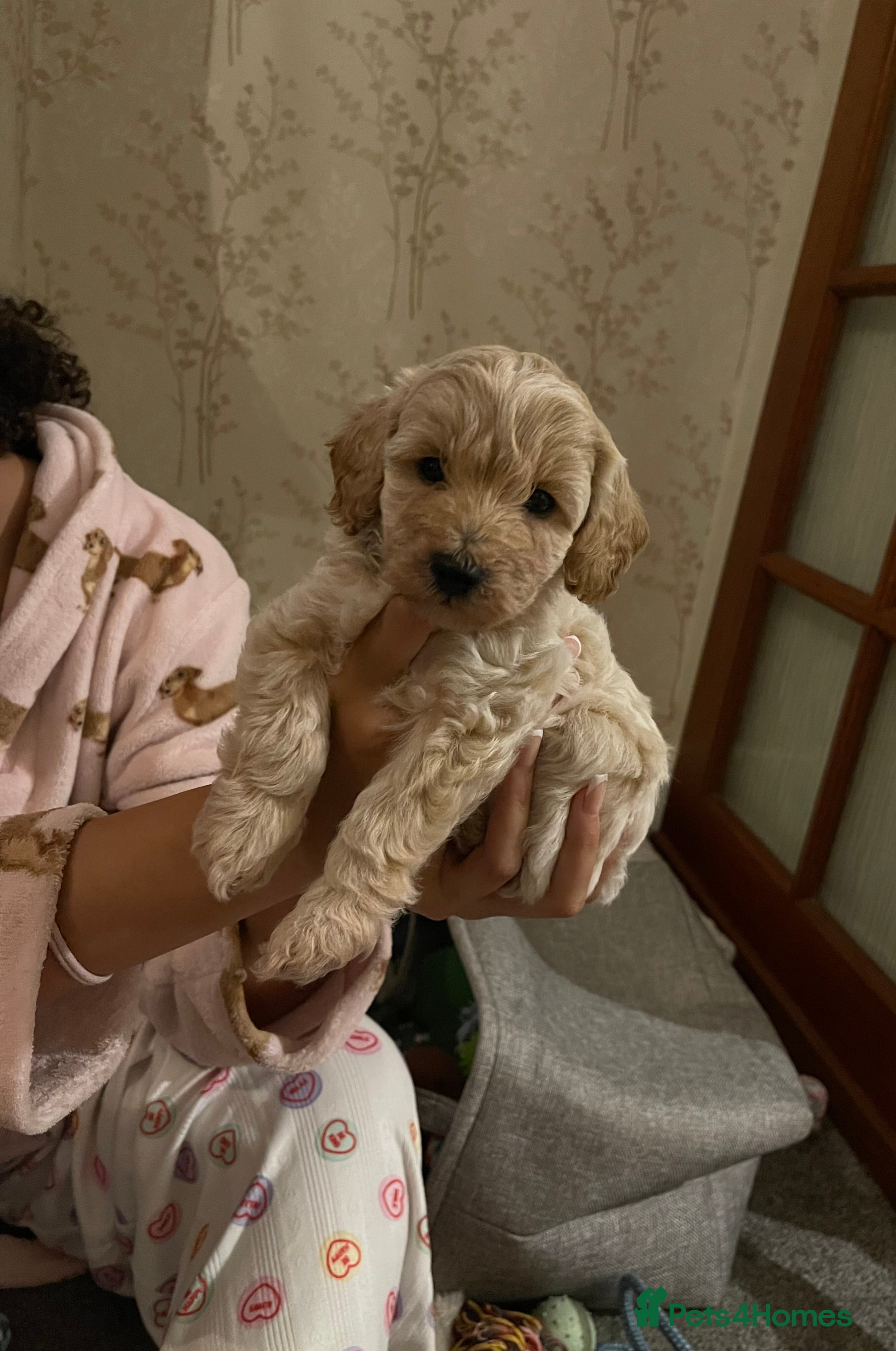 Mixed Breed dogs Beautiful Cavapoochon x cockapoo Puppies  - Advert 2
