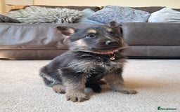 German Shepherd dogs for sale: German shepherd puppies  - Image 3