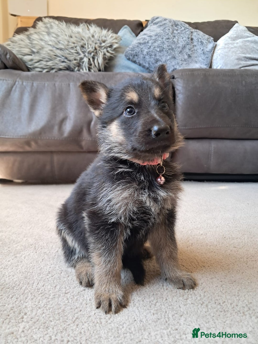 German Shepherd dogs for sale: German shepherd puppies  - Image 3