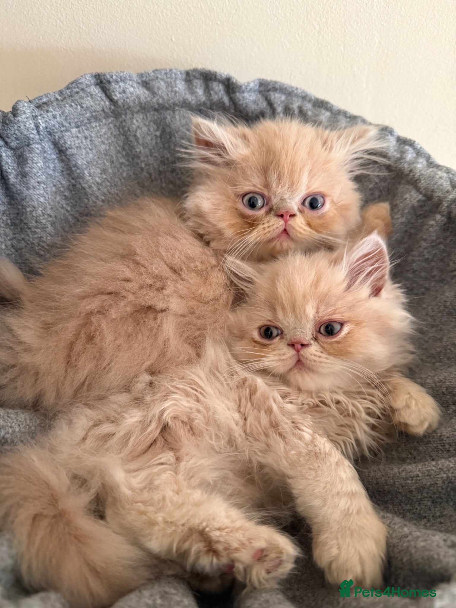 Persian cats GCCF registered cream Persians 💙 - Advert 13