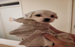 Maltese dogs for sale: Sale:4 maltese pups  - Image 10