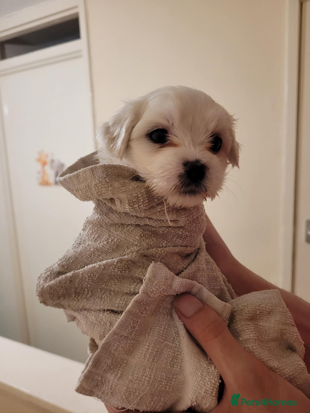 Maltese dogs for sale: Sale:4 maltese pups  - Image 10