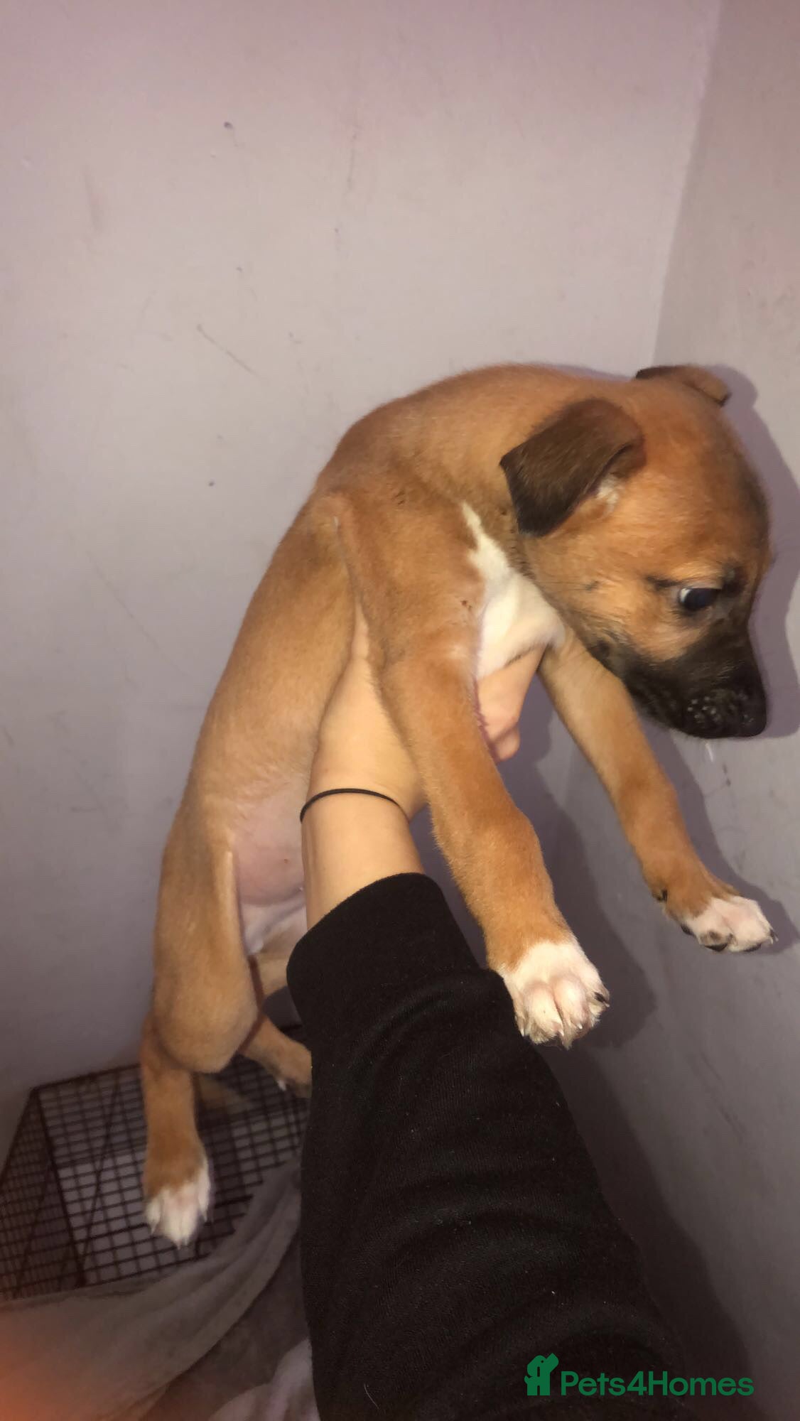 Mixed Breed dogs Lurcher/greyhound puppiesCumbria areachildfriendly - Advert 3