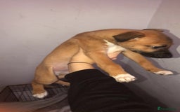 Mixed Breed dogs for sale: Lurcher/greyhound puppies - Image 1