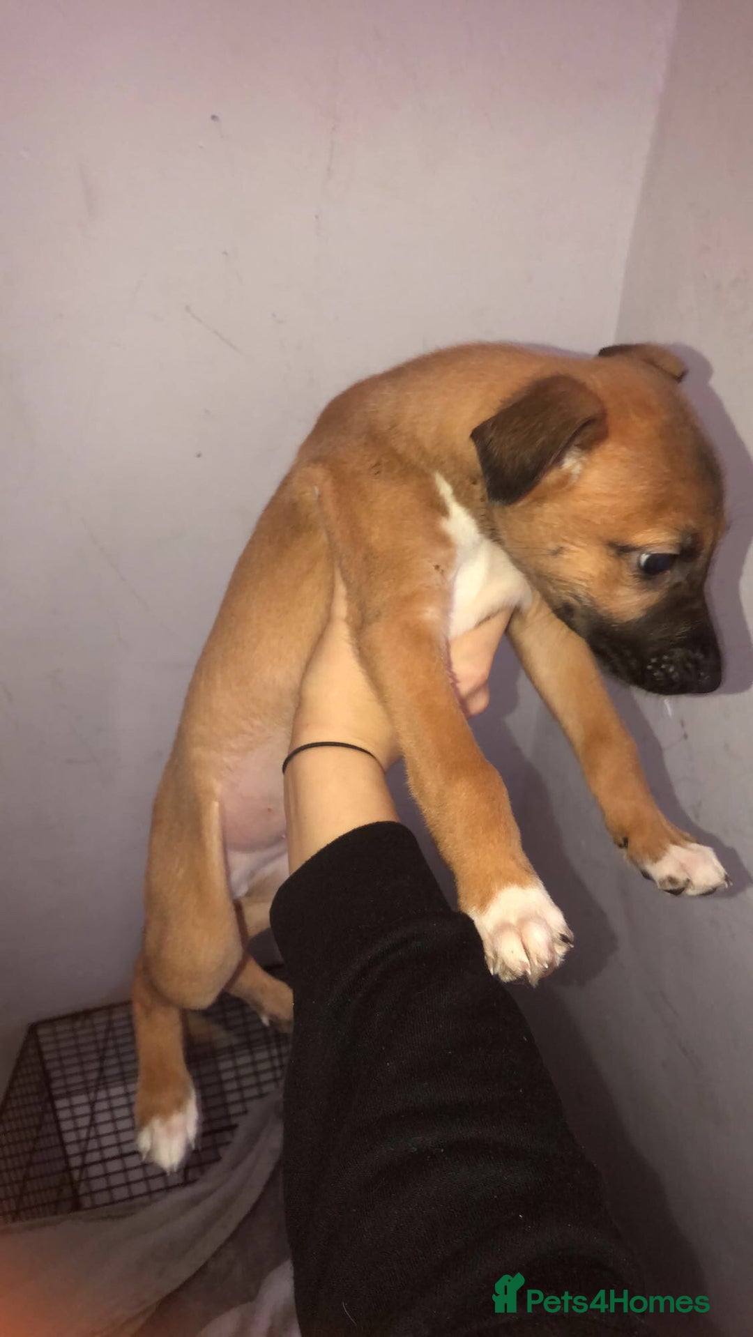 Mixed Breed dogs for sale: Lurcher/greyhound puppies - Image 1