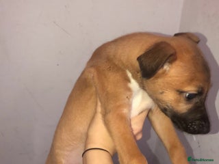 Mixed Breed dogs - Advert 2