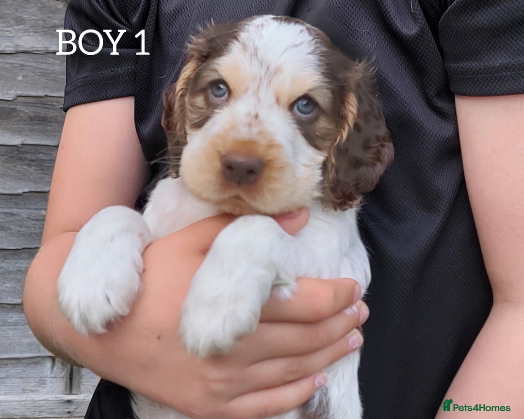 Cocker Spaniel dogs for sale: Blue Roan Tan-Sable Cocker Spaniel– KC bloodline - Image 14