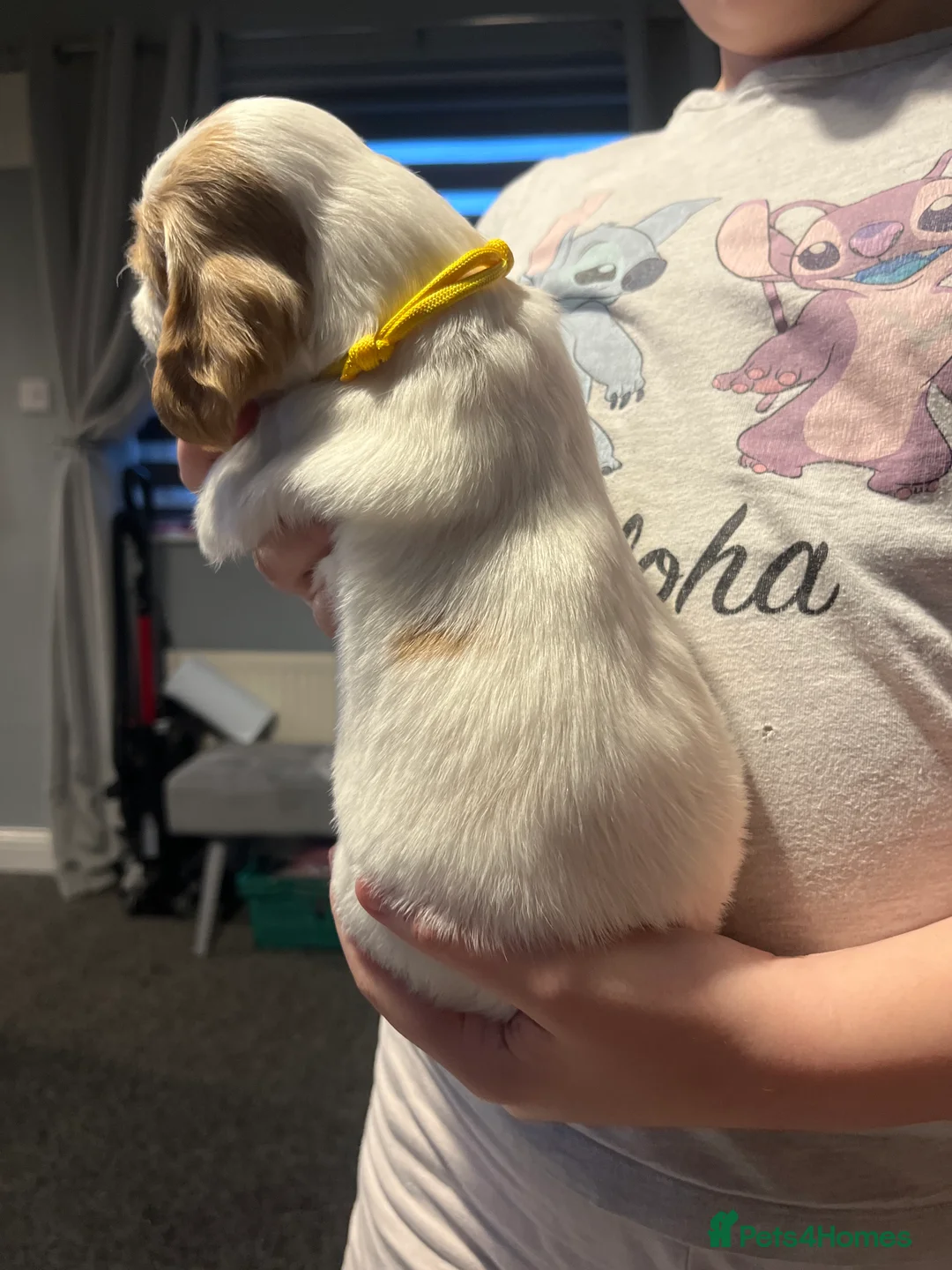 Cocker Spaniel dogs for sale: Cocker spaniel puppies  in Rotherham - Advert 4