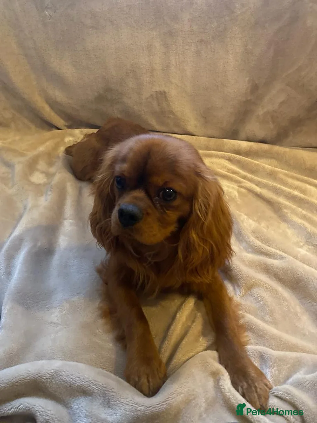 Cavalier King Charles Spaniel dogs for stud: 🌹KC REGISTERED HEALTH TESTED RUBY CKC FOR STUD in Sheerness - Advert 14