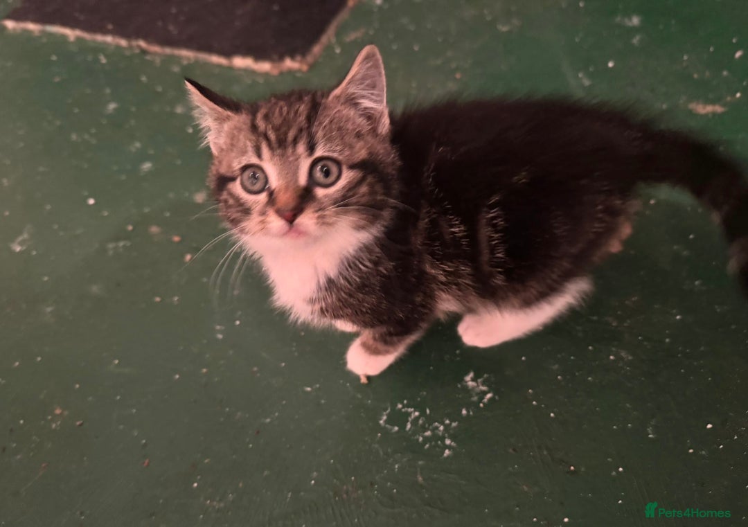 Mixed Breed cats for sale: 5 Little Furballs Looking For Loving Homes😻😻 - Advert 4