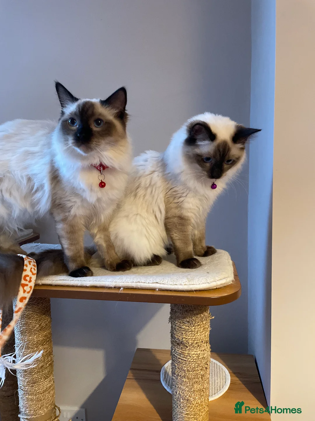 Ragdoll cats for sale: Beautiful Ragdoll boys - Advert 2
