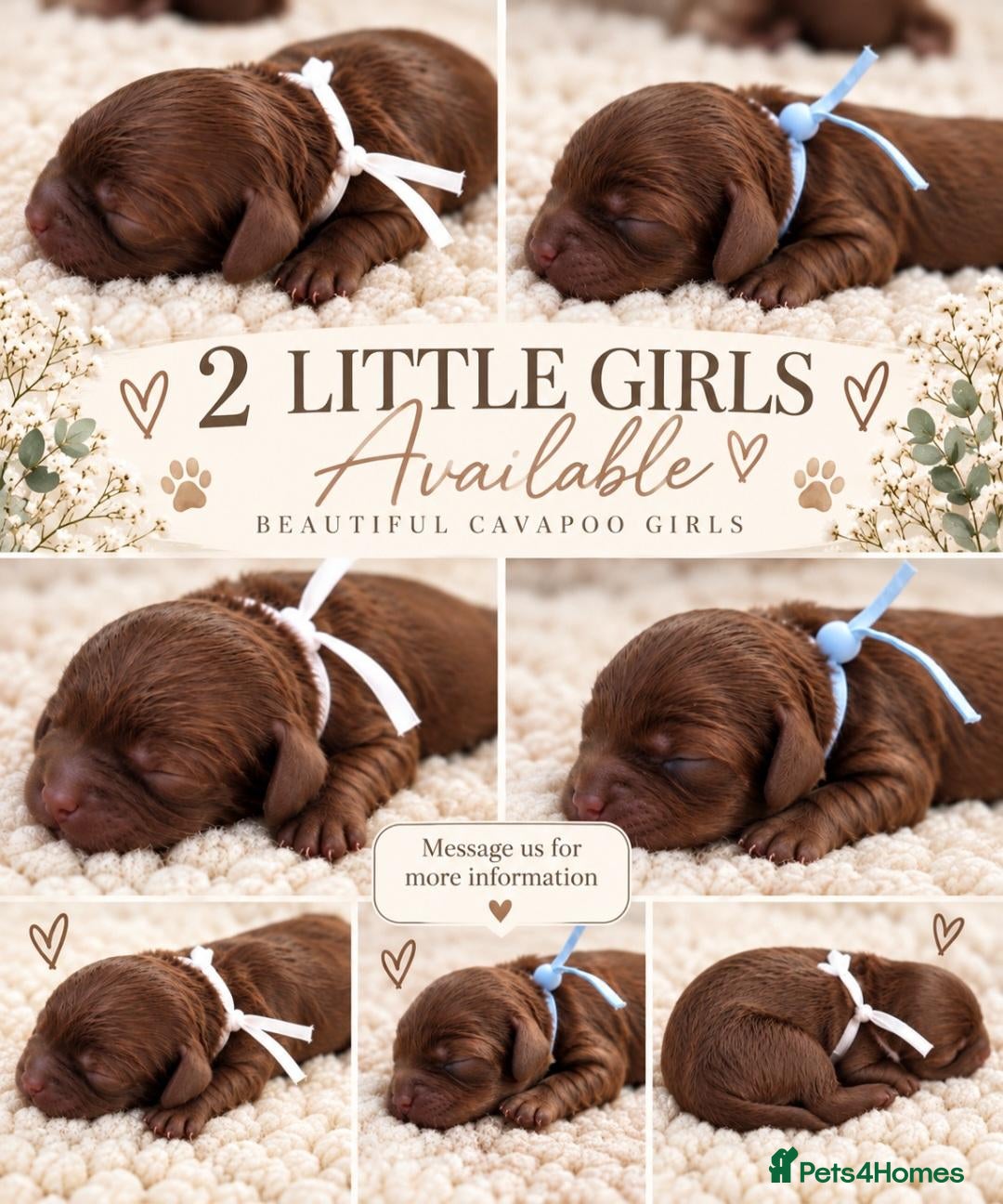 Cavapoo dogs F1 cavapoo litter  - Advert 10