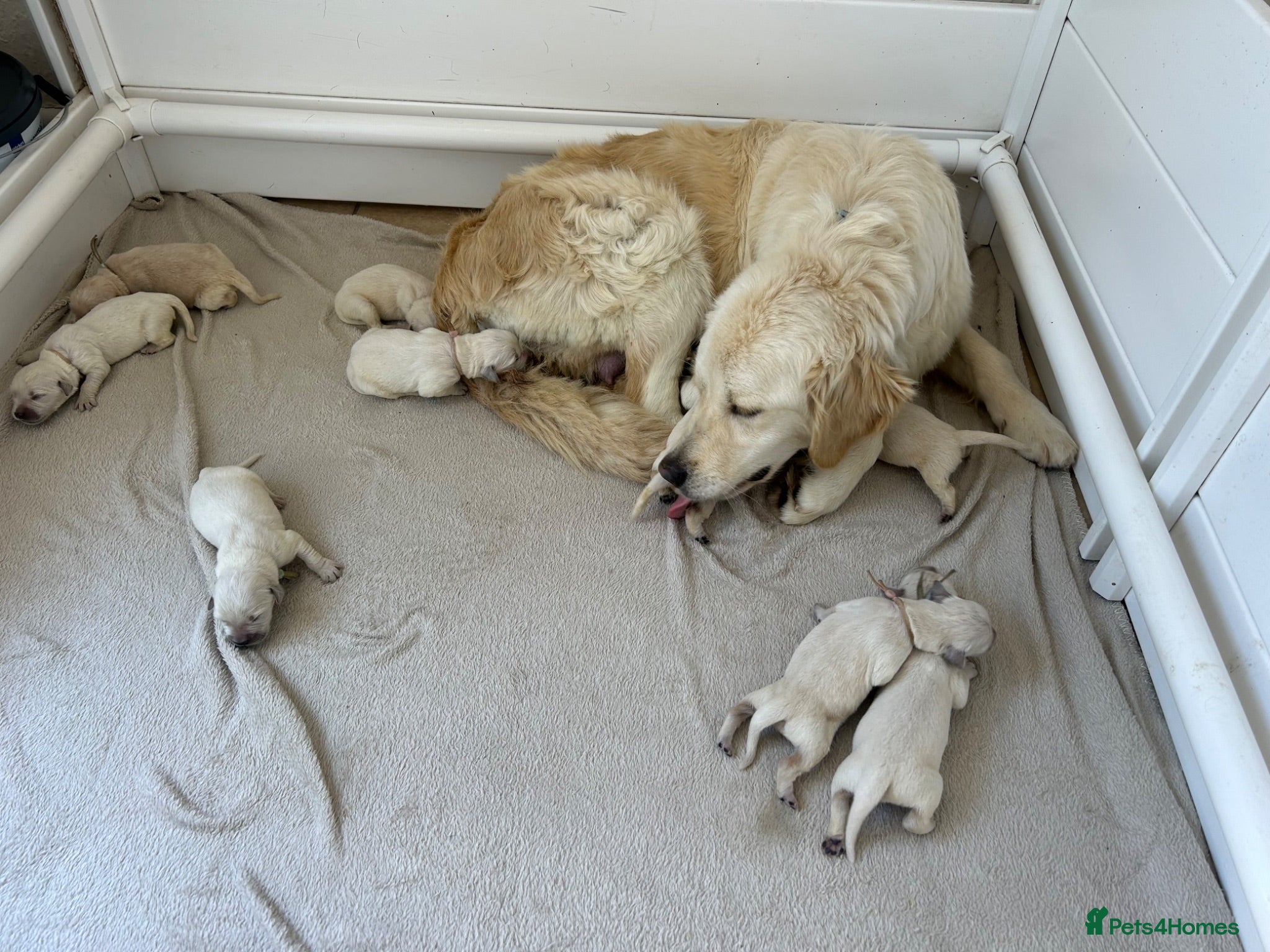 Golden Retriever dogs Gorgeous golden retriever pups - Advert 4