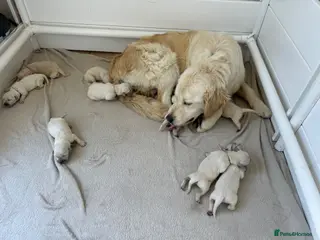Golden Retriever dogs Gorgeous golden retriever pups - Advert 4