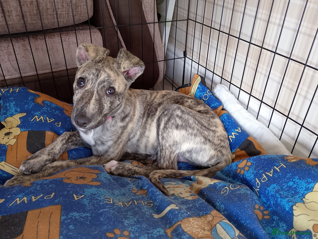 Whippet dogs for sale: Whippet  - Image 2