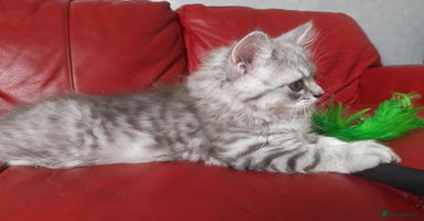 British Shorthair cats - Advert 15