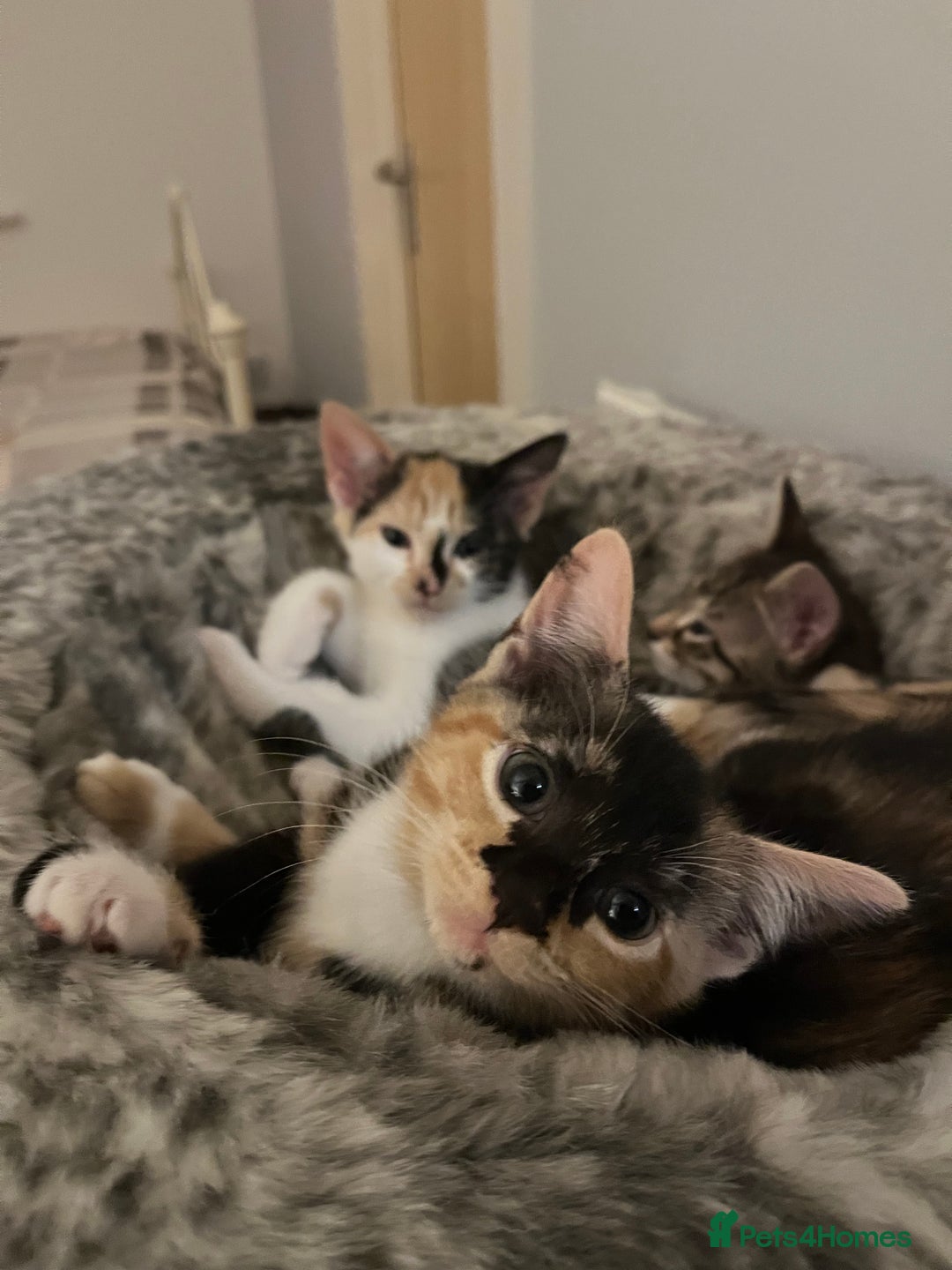 Mixed Breed cats for sale: 4 beautiful kittens looking for new homes  - Advert 15