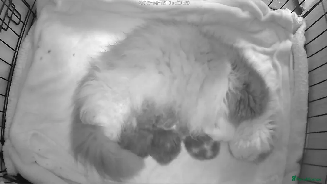 Persian cats for sale: 2 full pedigree GCCF registered Persian kittens  in London - Advert 1
