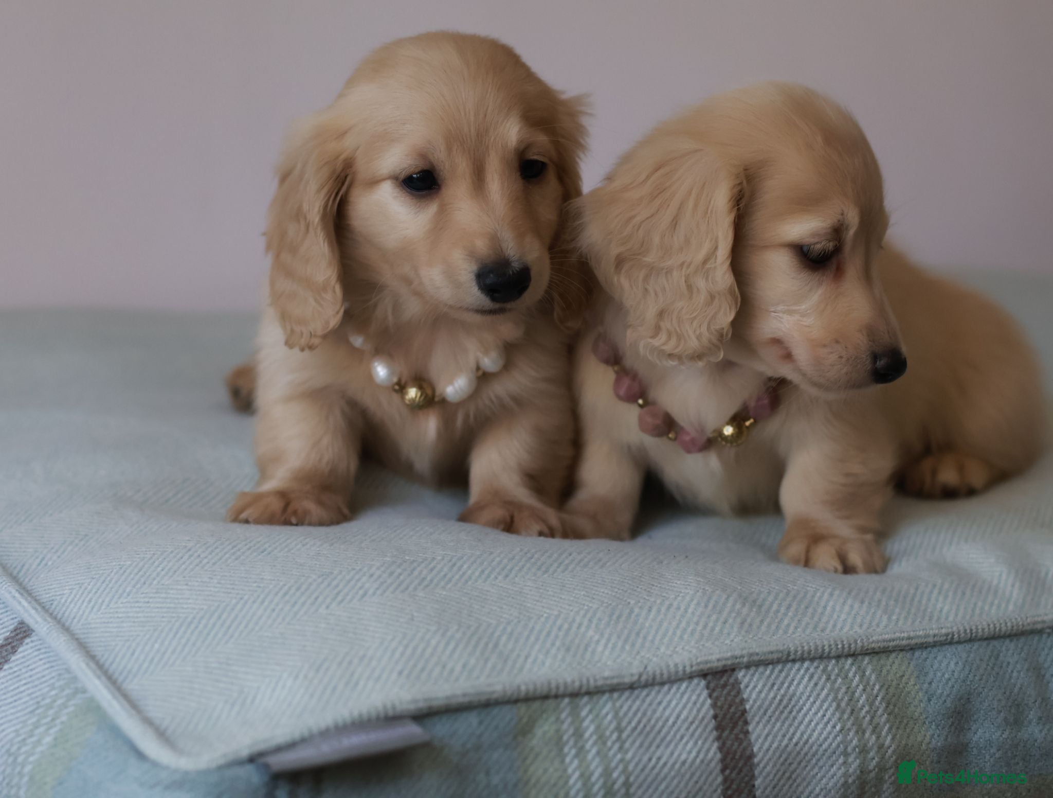 Miniature Dachshund dogs 5*Licensed+Cream+Long Hair+KC+VetChecked+PRAClear - Advert 2