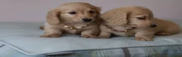 Miniature Dachshund dogs for sale: 5*Licensed+Cream+Long Hair+KC+VetChecked+PRAClear - Advert 6