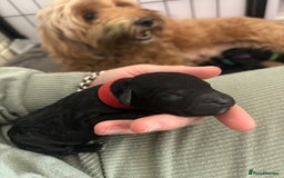 Cockapoo dogs for sale: F2B cockapoo puppies  - Image 4