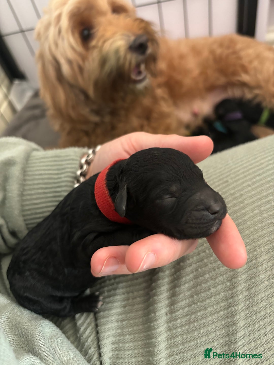 Cockapoo dogs for sale: F2B cockapoo puppies  - Image 4