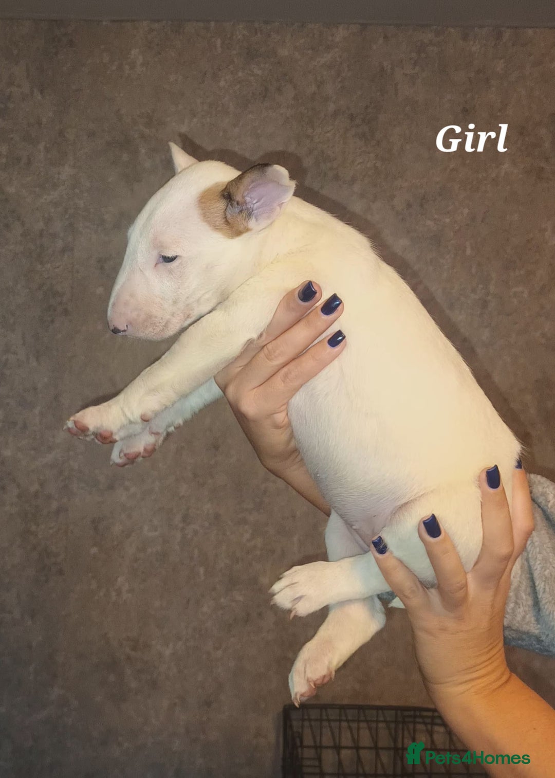 English Bull Terrier dogs for sale: English Bull terrier pups  - Advert 7