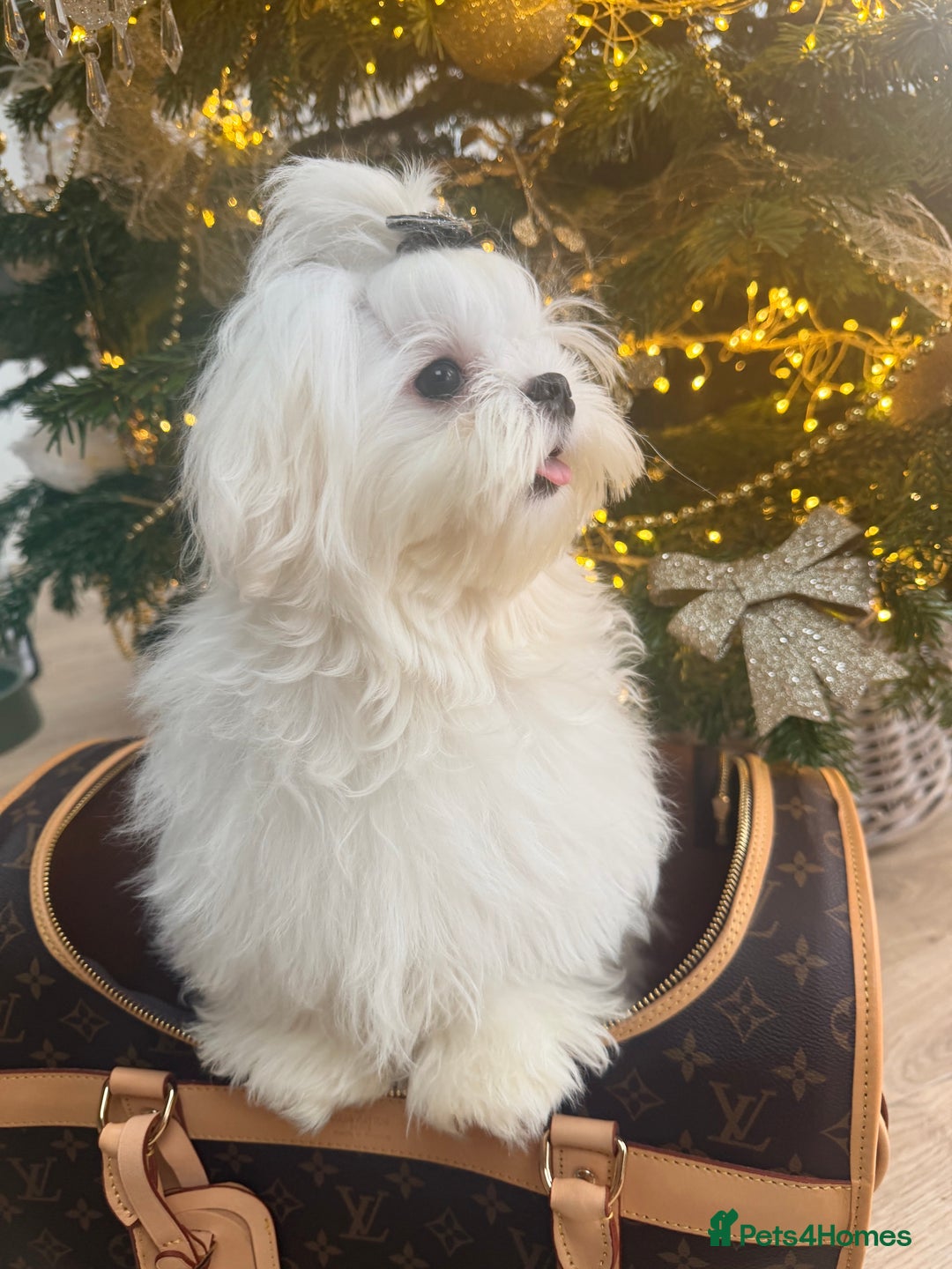 Maltese dogs for sale: Beautiful 6 month old Maltese Puppy Ready Now - Advert 5