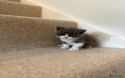 British Shorthair cats for sale: GCCF Bi-colour Blue and white BSH - Image 7