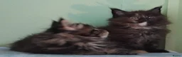 Maine Coon cats for sale: GCCF REGISTERED MAINE COON KITTENS FOR SALE  - Advert 20