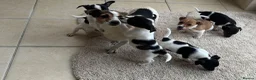 Jack Russell dogs for sale: 5 beautiful puppies 2 girls 3 boys  in Abingdon - Advert 10
