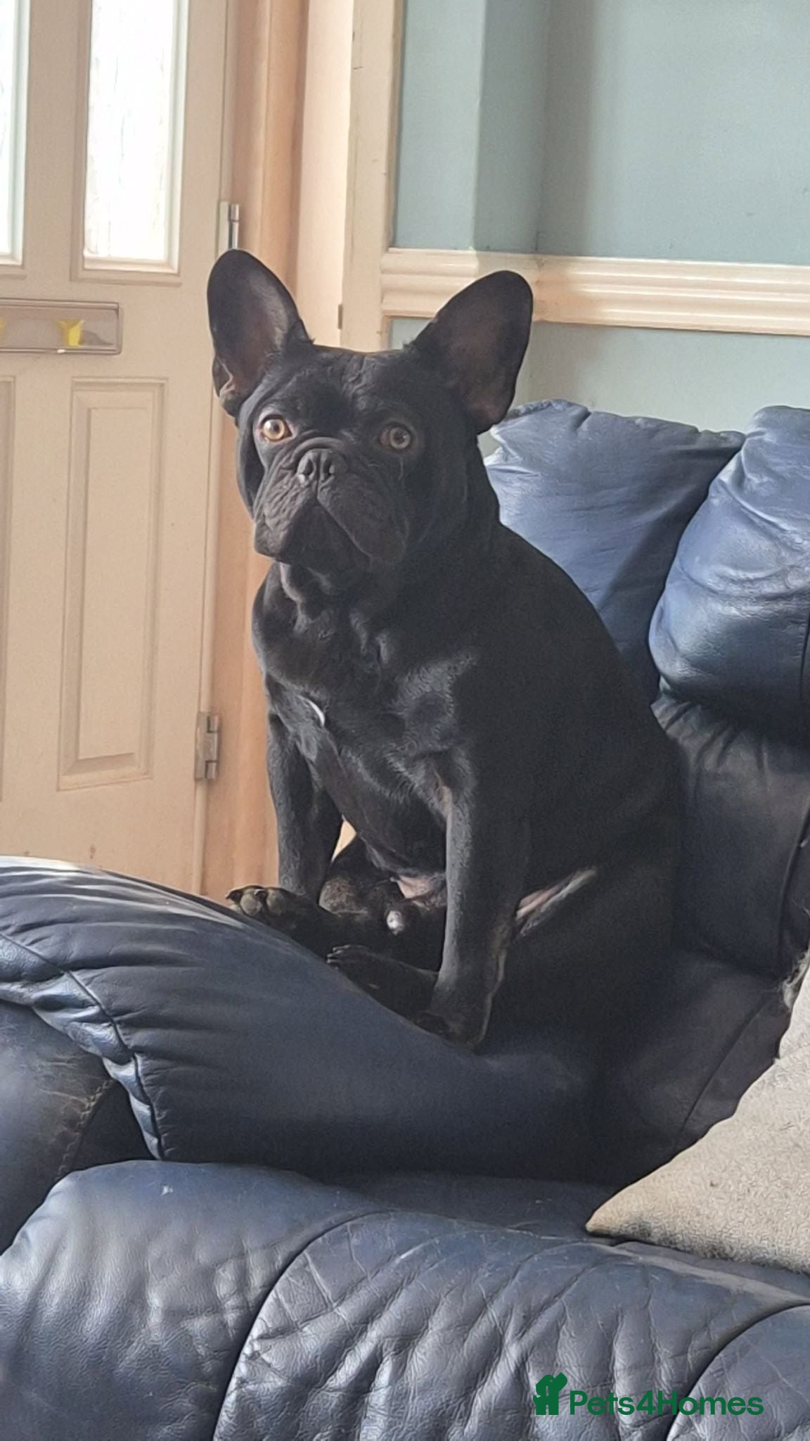 French Bulldog dogs Reluctant sale of male French Bulldog  - Advert 3