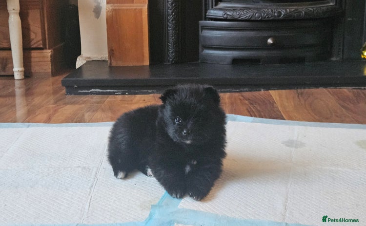 Pomeranian dogs - Advert 14