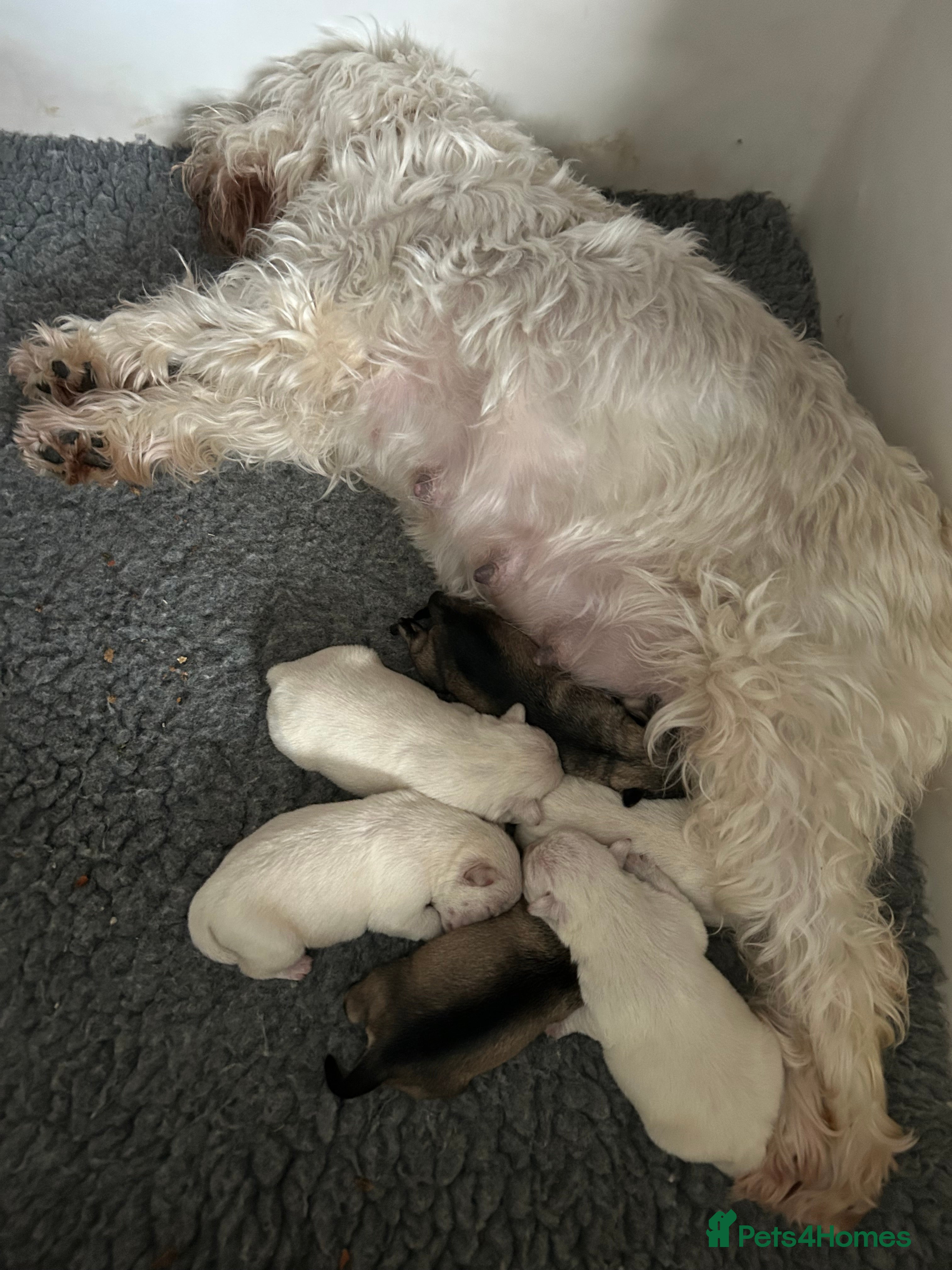 Miniature Schnauzer dogs Stunning KC Reg Miniature Schnauzers - Advert 12