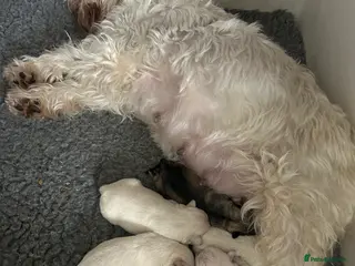 Miniature Schnauzer dogs Stunning KC Reg Miniature Schnauzers - Advert 12