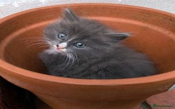 British Longhair cats for sale: Fluffy Grey British Longhair Kittens - Image 6